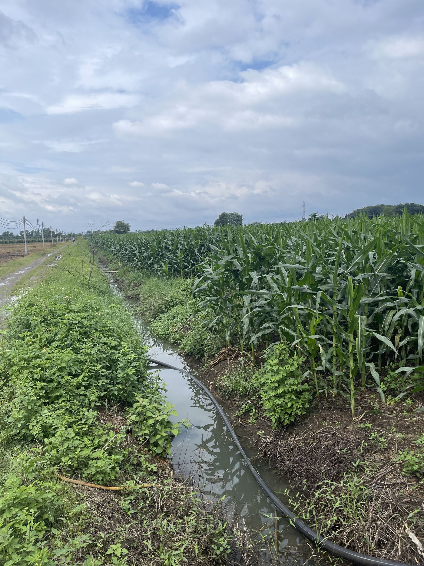 Row crops fed by an active irrigation canal, power line in background
