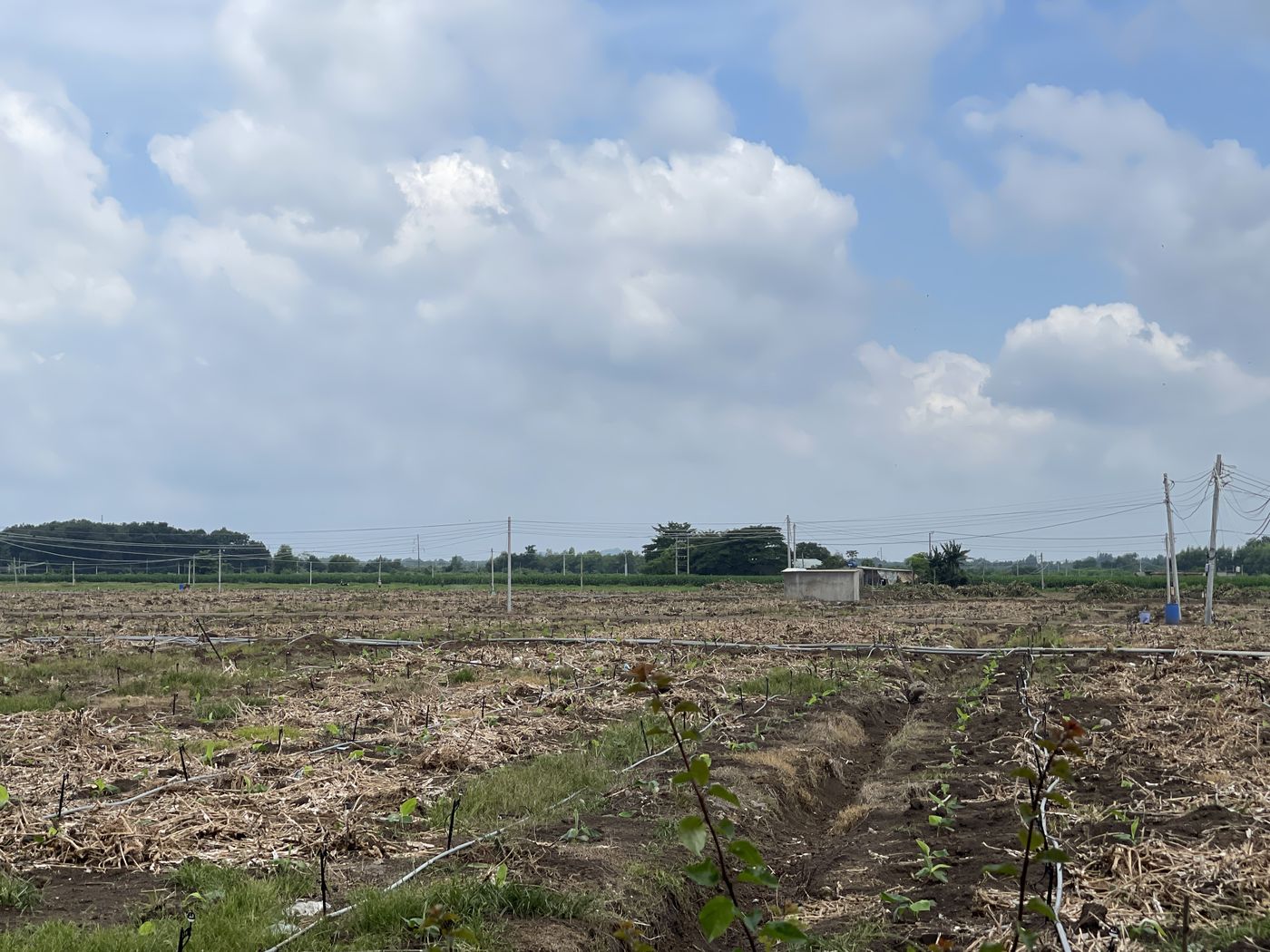 Recently cleared plot with drip-irrigation lines and a grid connection point already in place